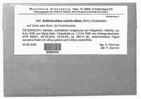 Anthracoidea caricis-albae image